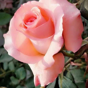 Meet your Posher, Sherry